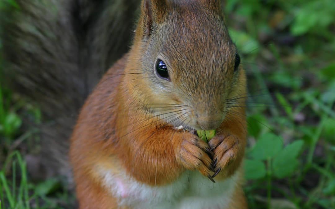 Dédicaces Gardoises