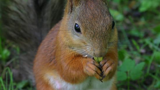 Dédicaces Gardoises