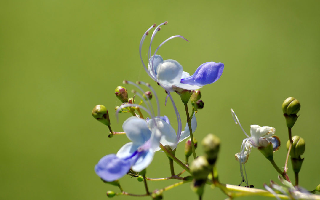 UN RÊVE DE JARDIN SEC SUR NOS CAILLOUX. Érasme, dis leur que ce rêve n’est pas fou.