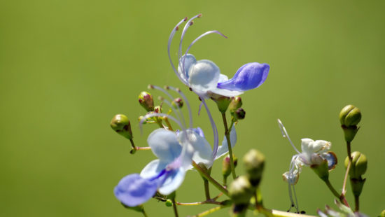 UN RÊVE DE JARDIN SEC SUR NOS CAILLOUX. Érasme, dis leur que ce rêve n’est pas fou.